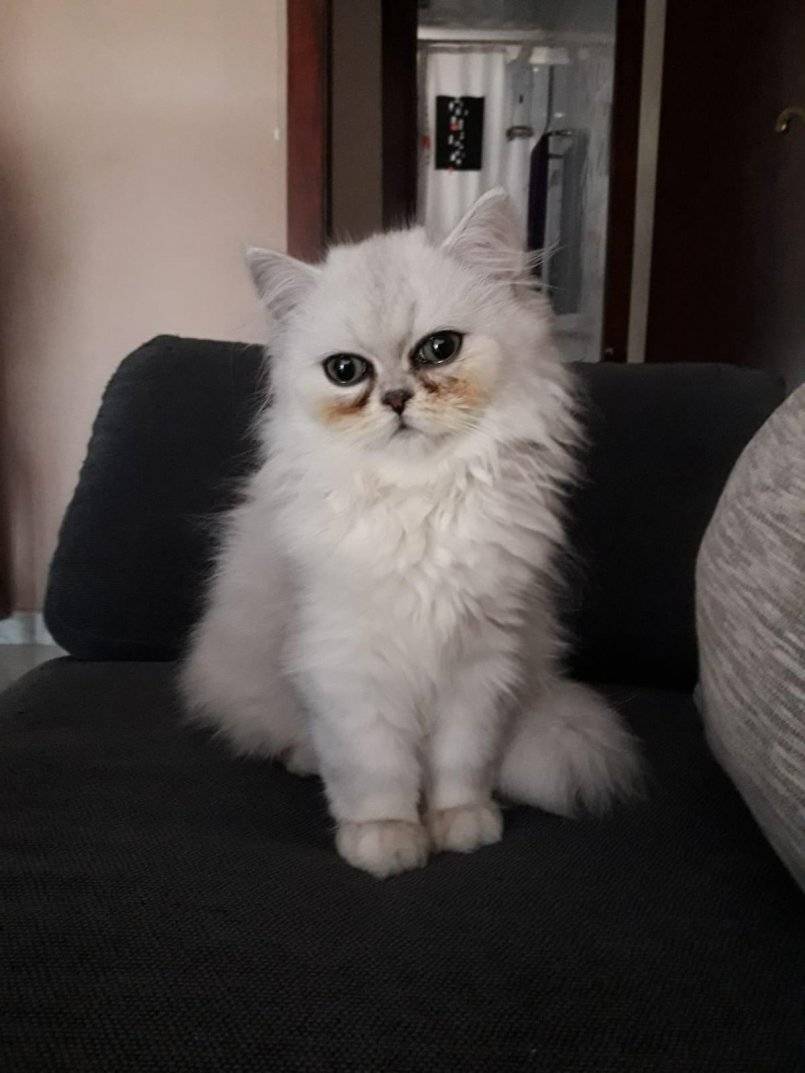 Персидская шиншилла кошка