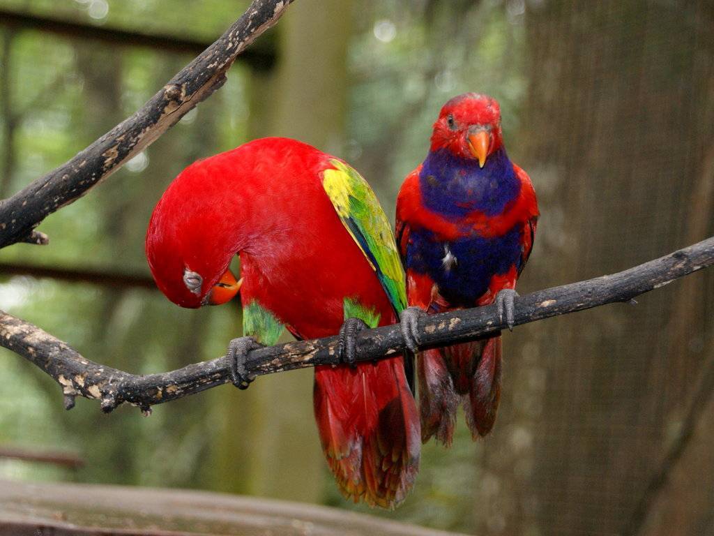 Топ 15 самых красивых попугаев в мире - kotiko.ru