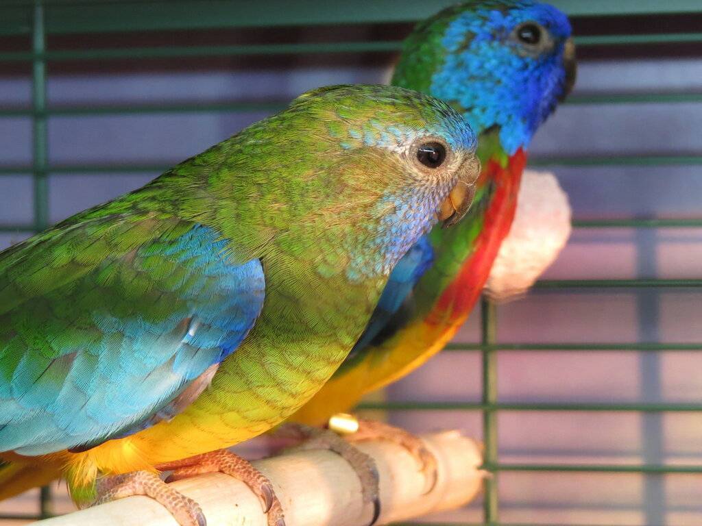 Розовобрюхий травяной попугайчик - все о виде на wikiet