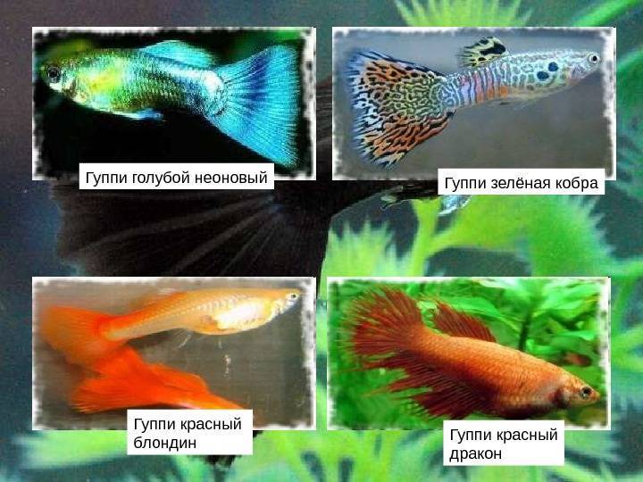 Рыбки гуппи: уход и содержание, сколько живут в аквариуме, родина, описание