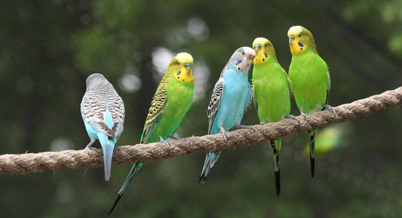 Волнистый попугай чех: особенности вида, отличия, где купить