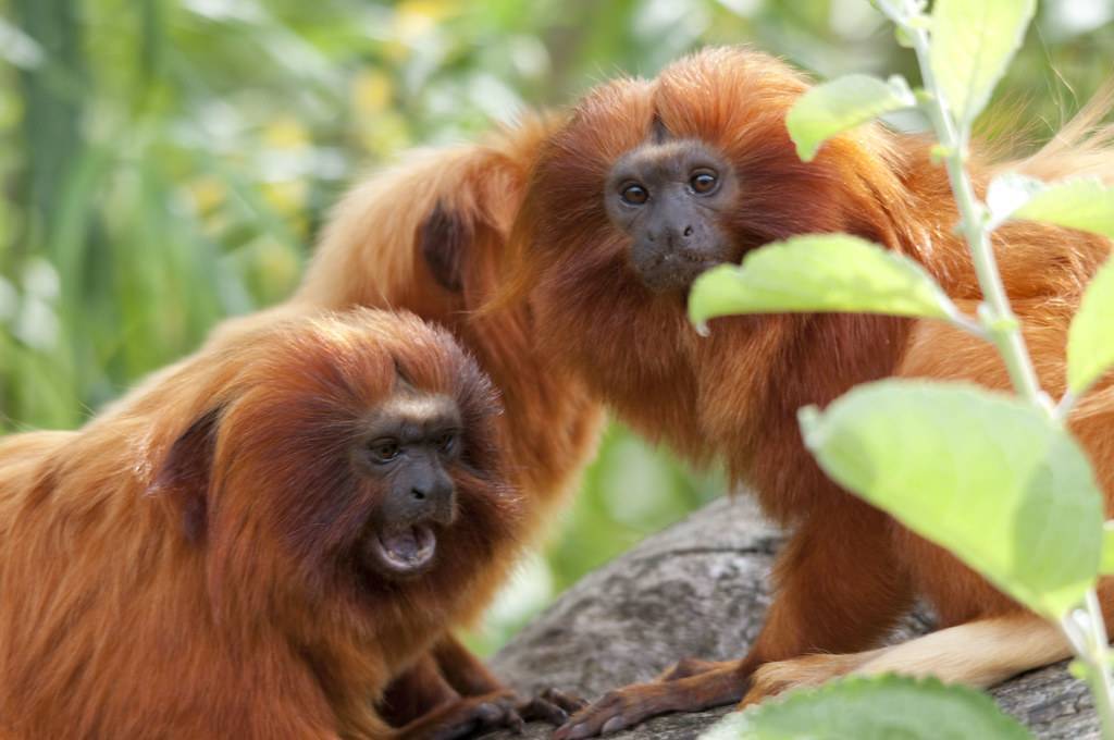 Самые маленькие среди обезьянок в мире - zefirka