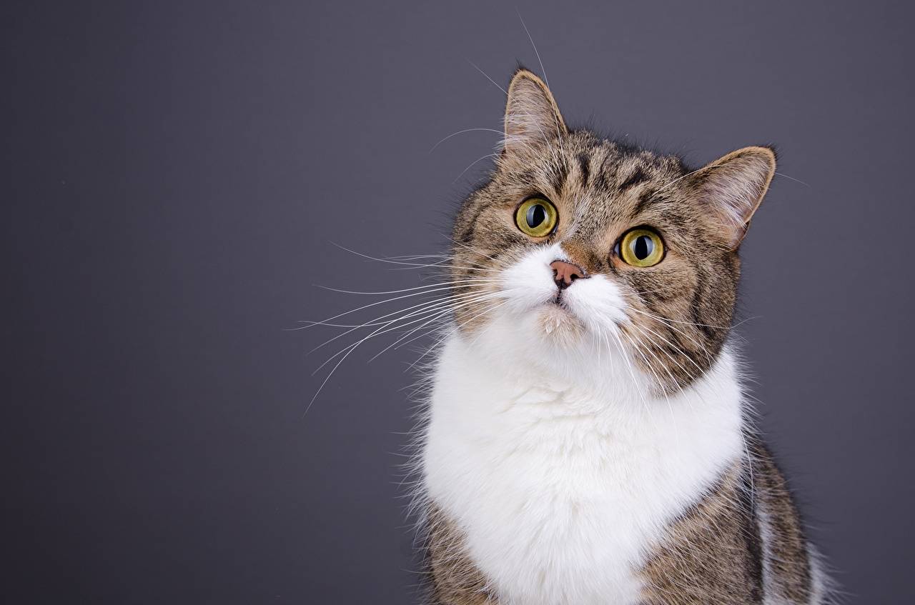 Портретные фото котов и кошек - милые и серьезные