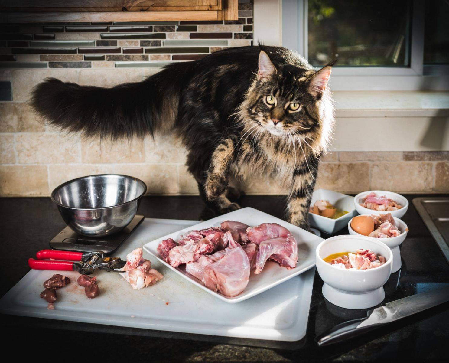 Как и чем кормить котенка мейн-куна: с рождения и до года, режим и норма кормления, натуральный рацион или готовые корма, витамины и добавки, список запрещенных продуктов