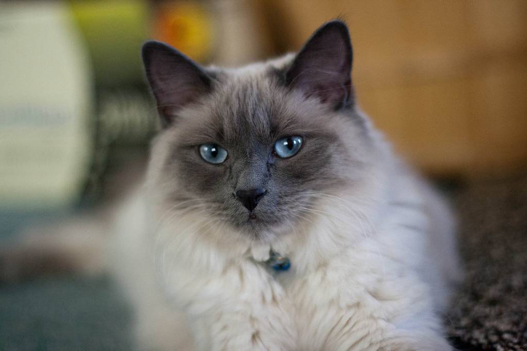 Балинезийская кошка: история и описание породы, внешность и характер - мир кошек