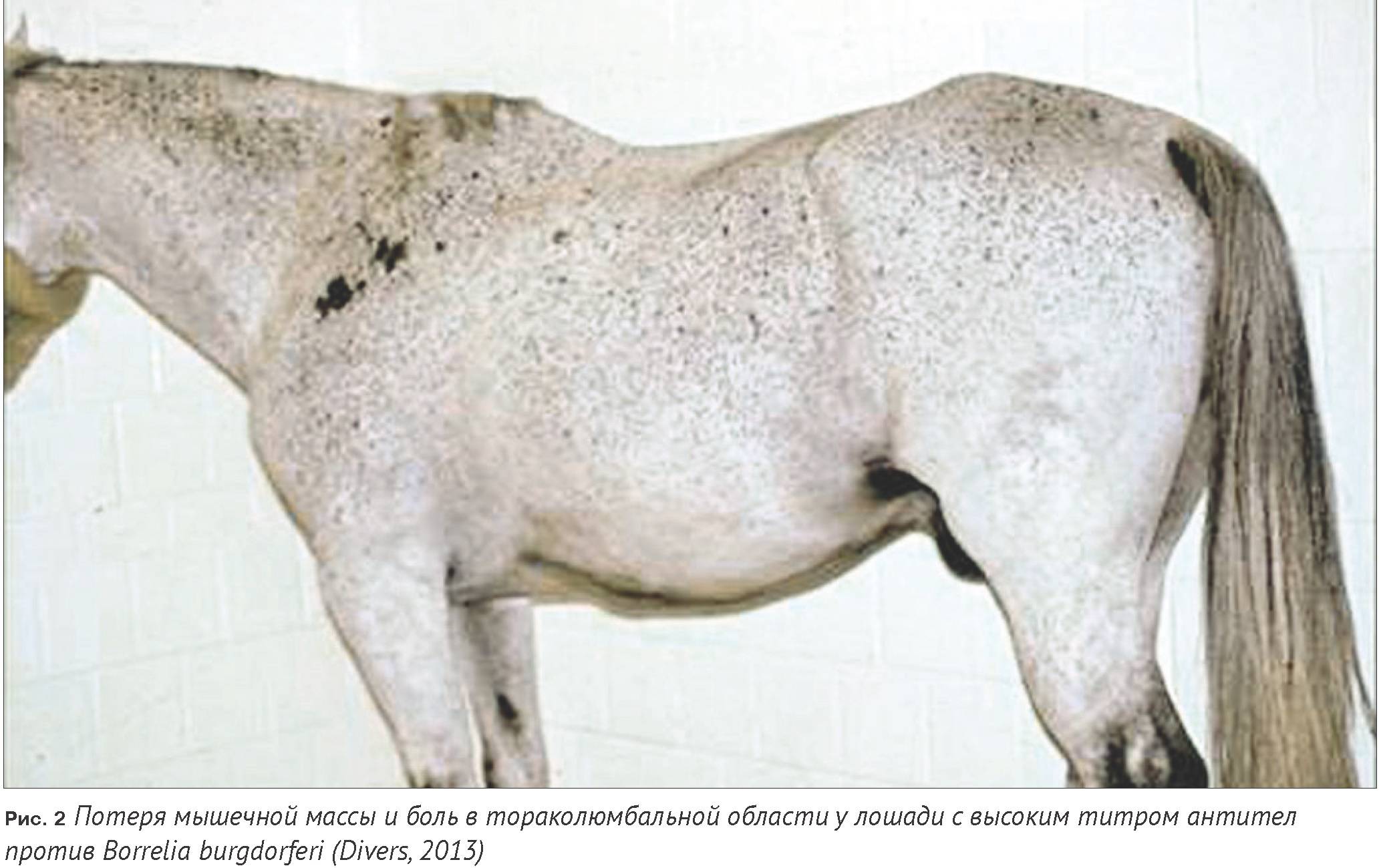 Болезни лошадей: классификация, симптомы и лечение