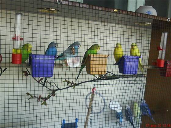 Разведение попугаев в домашних условиях: условия, кормление, уход