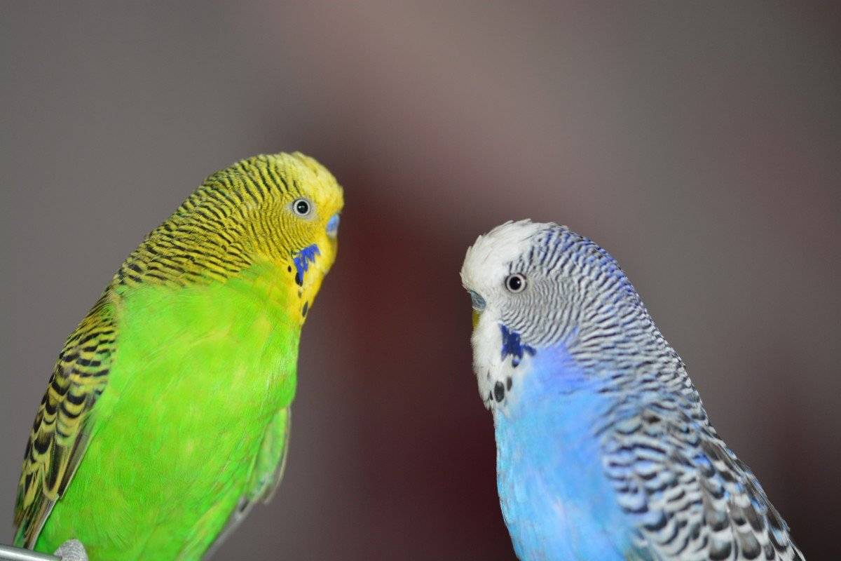 Виды окрасов волнистых попугаев: мутации, редкие окрасы