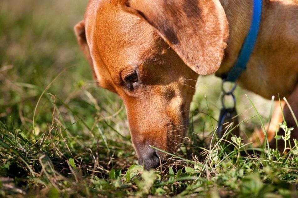 Почему и зачем собака ест траву: причины, последствия, стоит ли с этим бороться
