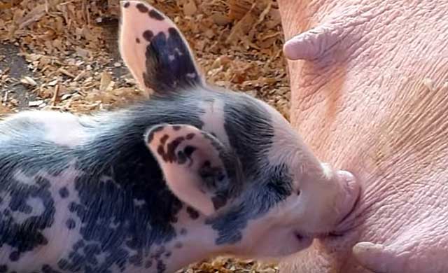Как кормить свиней для быстрого роста в домашних условиях
