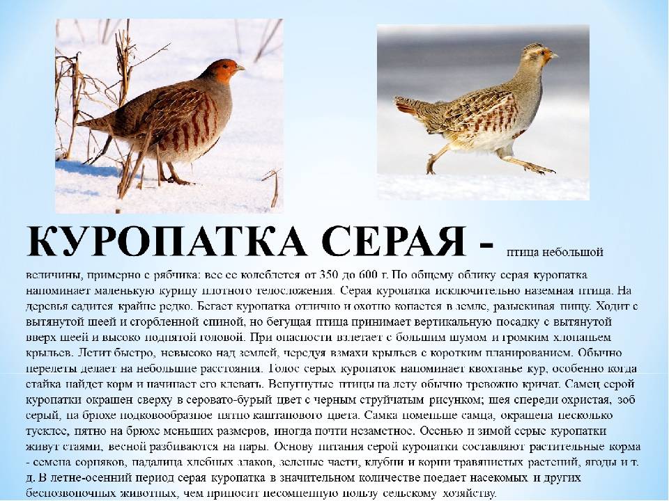 Птица щегол (55 фото): как выглядит черноголовый и обыкновенный, описание, видео