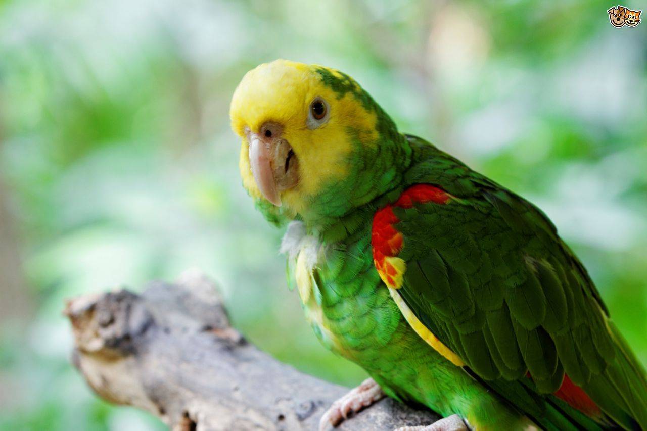 Маленькие попугаи: виды, особенности, интересные факты