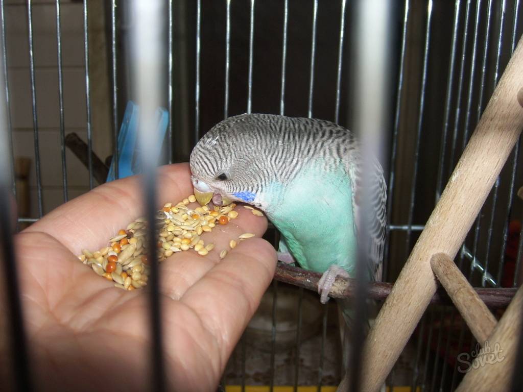 Чем кормить волнистого попугая в домашних условиях
