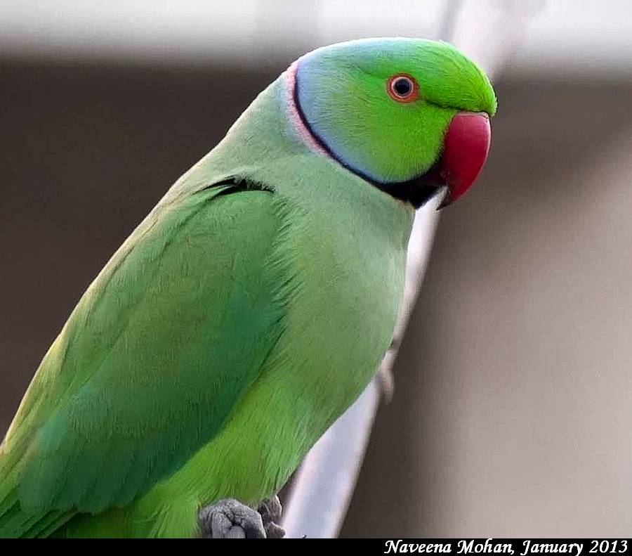 Особенности ожереловых попугаев: общая информация, виды, уход и содержание в домашних условиях