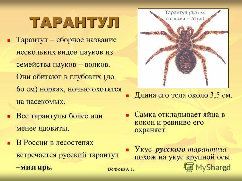 Что делать, если укусил паук