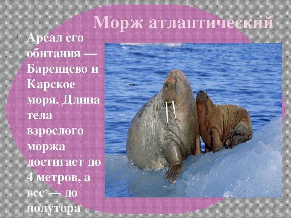 Морские слоны – фото, описание, ареал, рацион, враги, популяция