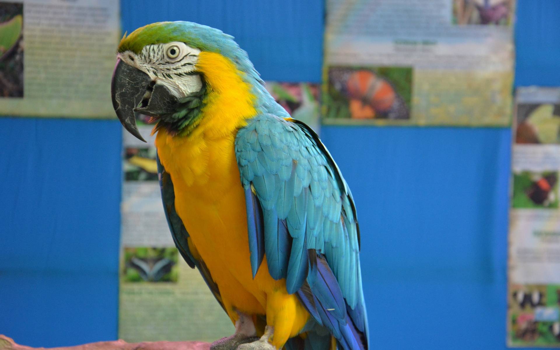 Попугай ара: как выглядит, сколько стоит и живет, как ухаживать и чем кормить