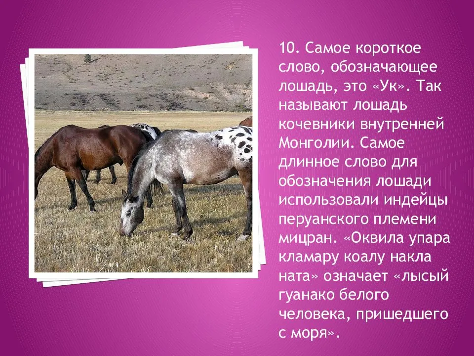 Лошадь пржевальского | красная книга вики | fandom