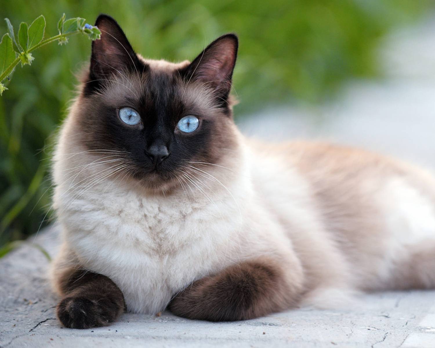 Cиамская кошка: описание породы-20 фото, стоимость котенка