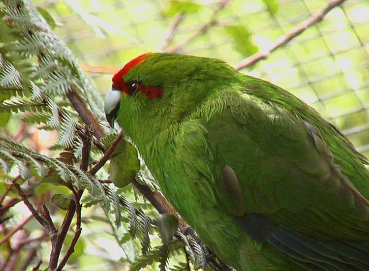 [новое исследование] попугаи какарики (новозеландские): описание, уход , содержание, приручения, разведение и отзывы