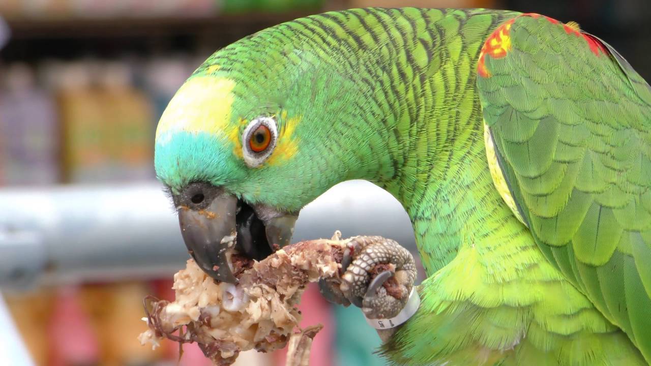 Сколько живут попугаи? попугаи корелла: сколько живут