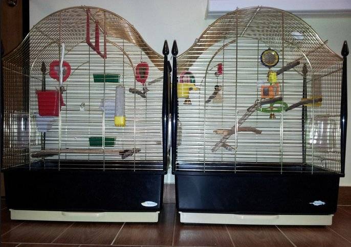 Адаптация дома волнистого попугая после покупки