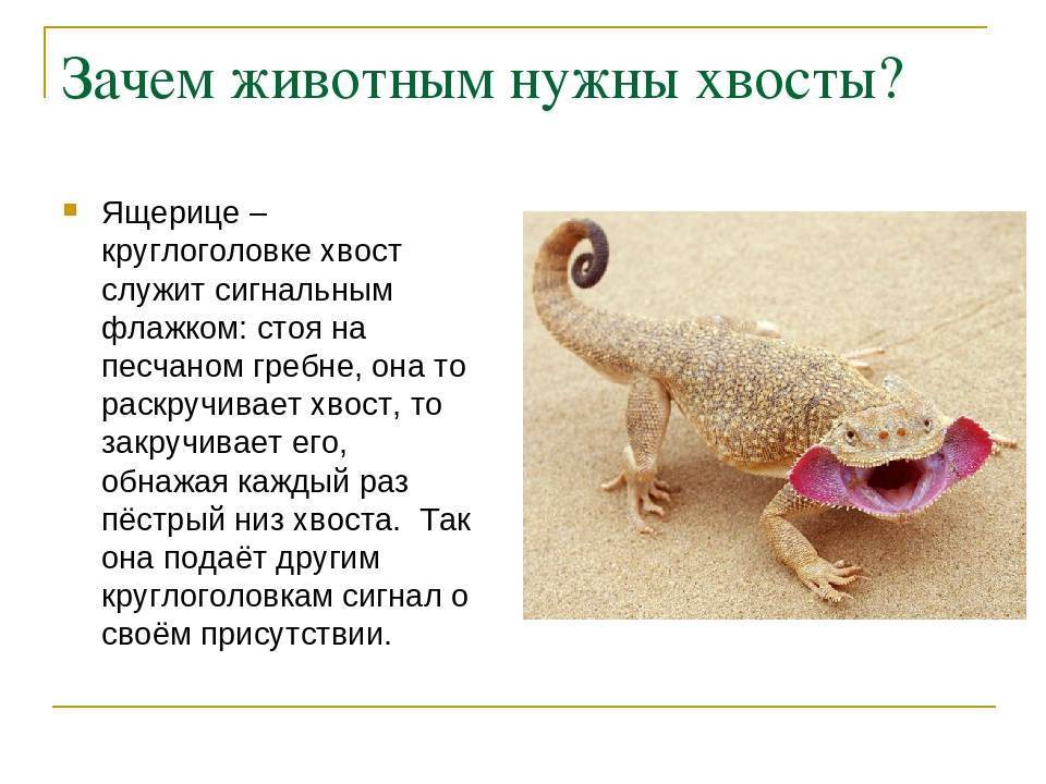 Зачем кошке хвост - для чего нужен и строение - kotiko.ru