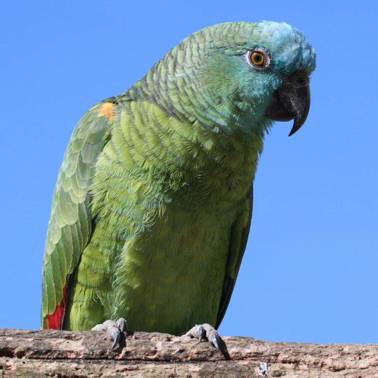 Зеленокрылый ара : фото, видео, содержание и размножение