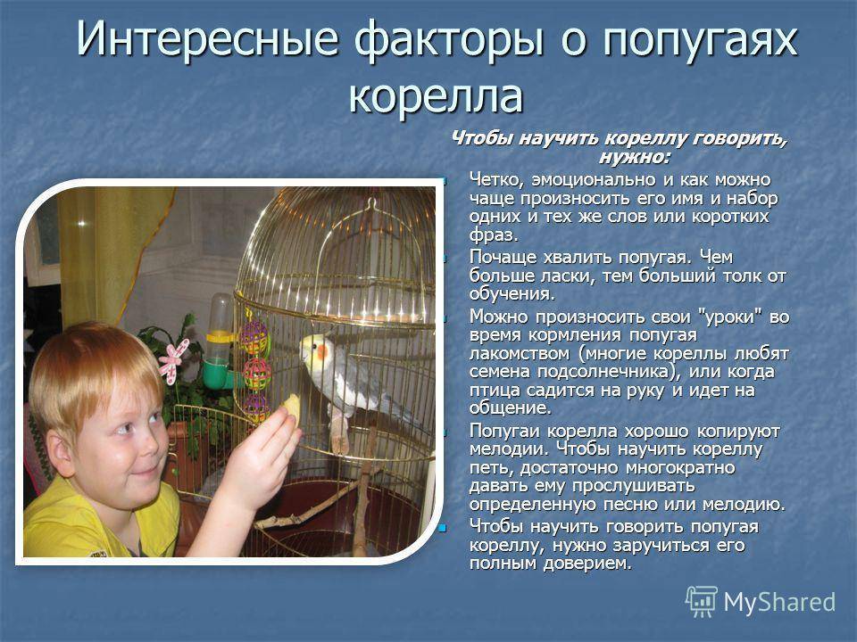Уход, содержание и кормление попугаев корелла в домашних условиях