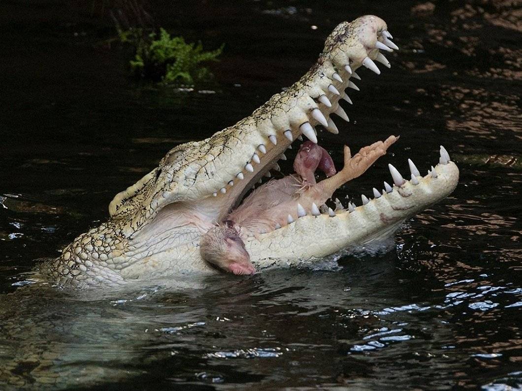 Крокодил: описание, видео, фотографии, характеристики крокодилов