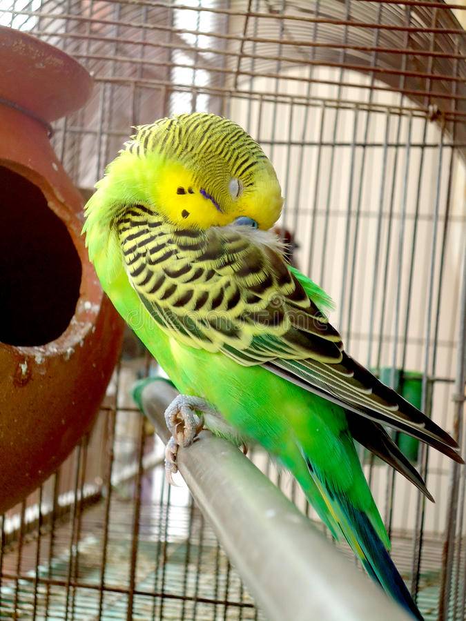 Как спят волнистые попугаи | сколько спят волнистики