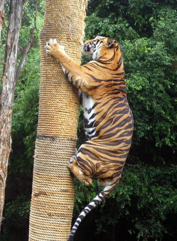 Суматранский тигр - описание, среда обитания, образ жизни
