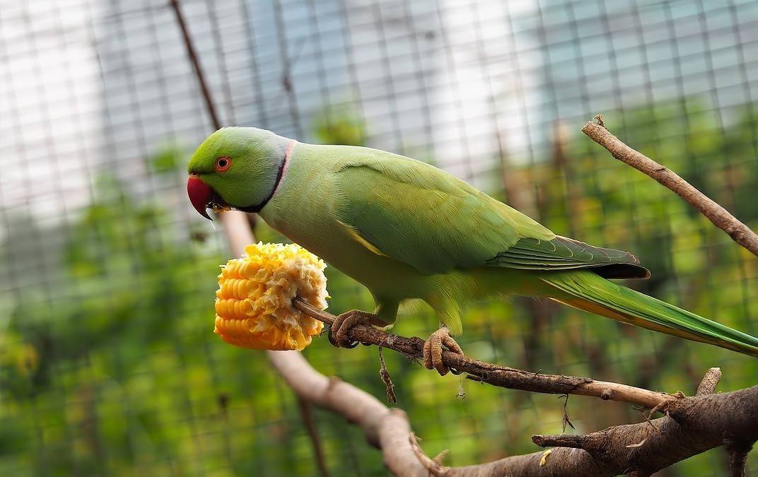 Ожереловый попугай крамера (индийский кольчатый попугай) — описание, характер, цена, уход и содержание, фото