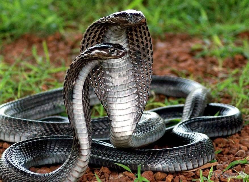 Среднеазиатская кобра - агрессивная змея