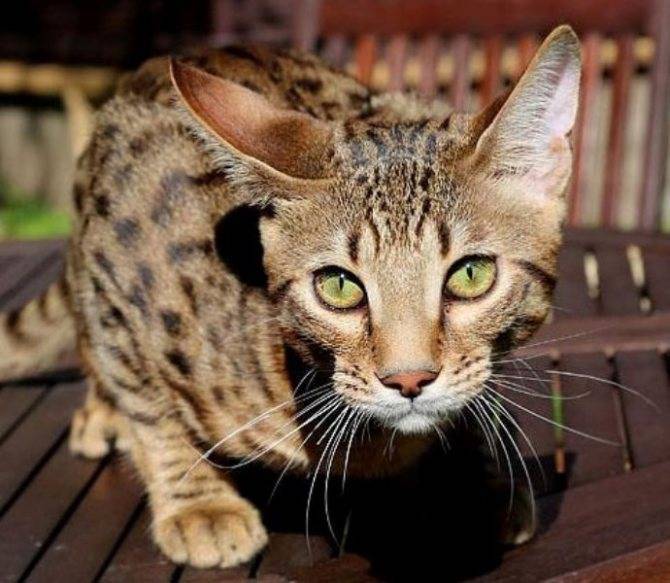 Серенгети кошка: характеристика породы, история возникновения и особенности содержания