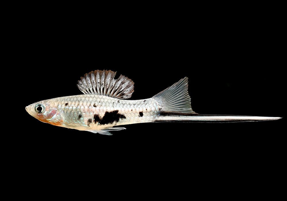Меченосцы рыбки – уход и содержание, размножение и в чем отличие самки от самца