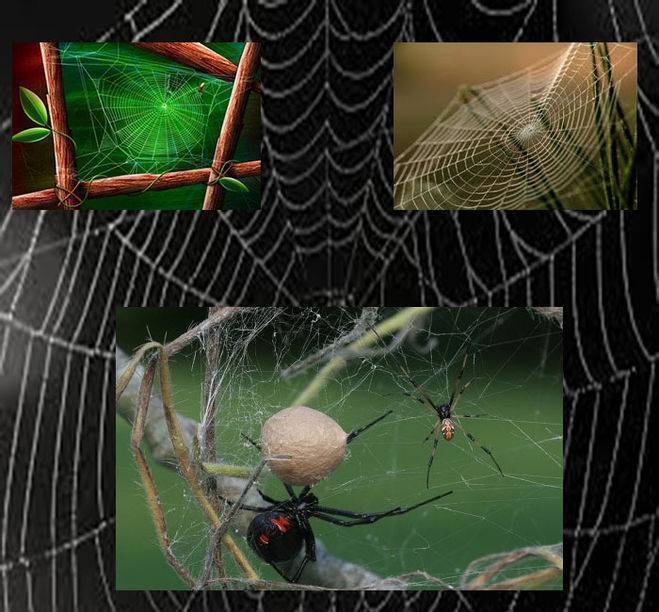 Почему пауки плетут паутину? описание, фото и видео