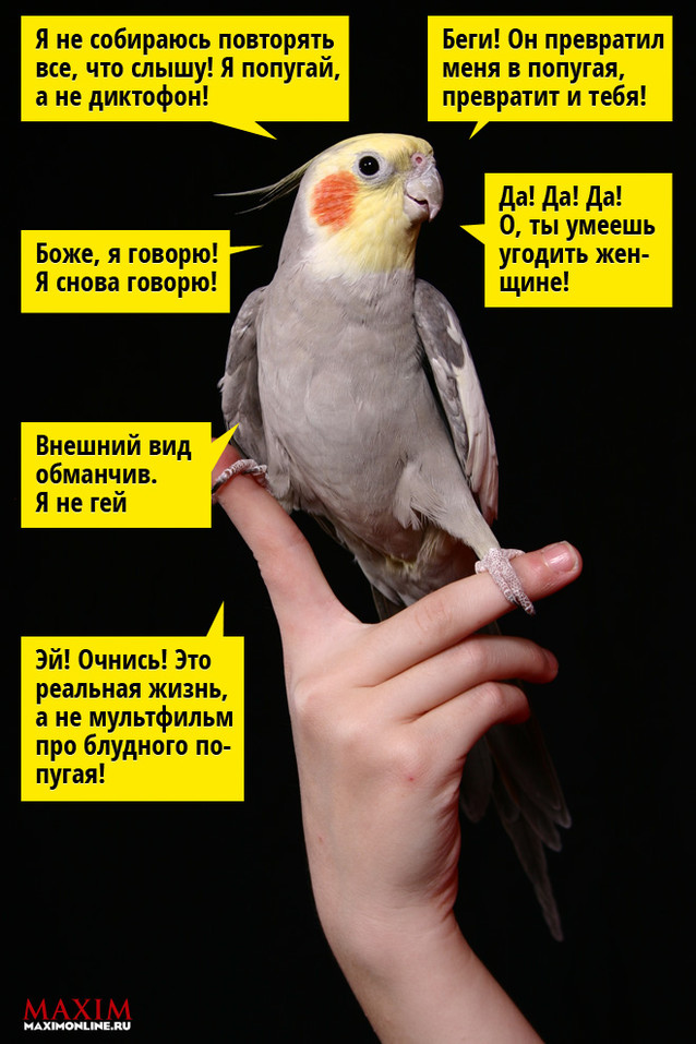 Как научить говорить волнистого попугая