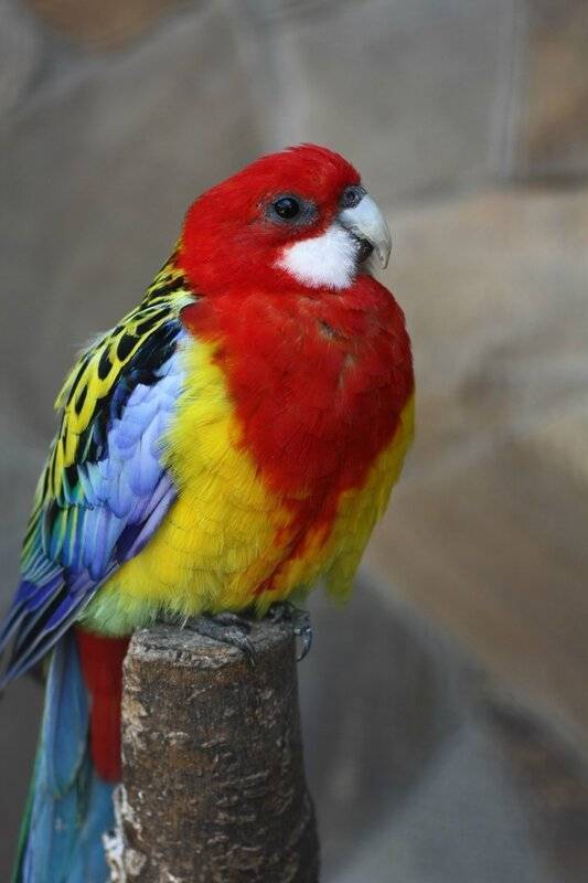 Розелла – декоративные попугаи с певчим голосом, особенности характера и содержания