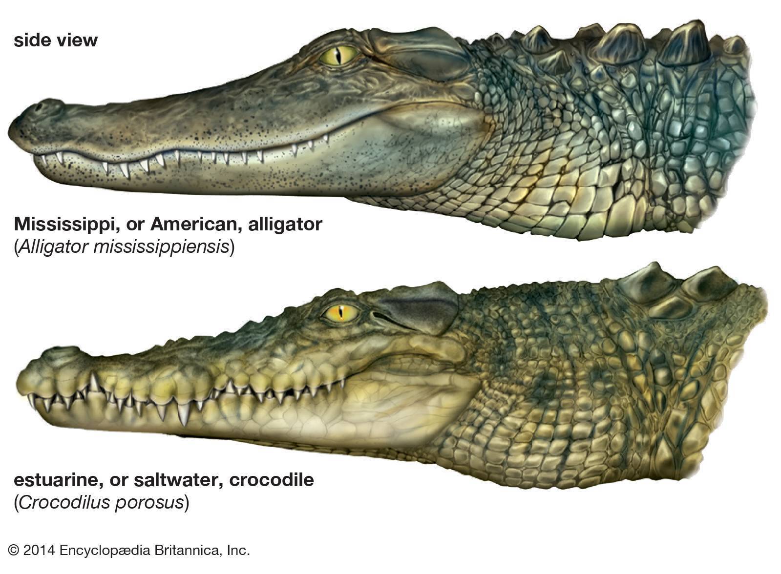 Отличие аллигаторов от крокодилов: внешние признаки, ареал обитания