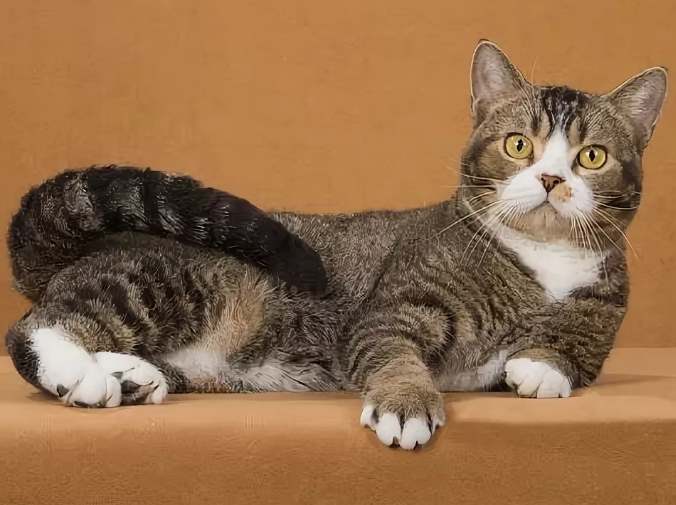 Американская жесткошерстная кошка: фото и описание породы