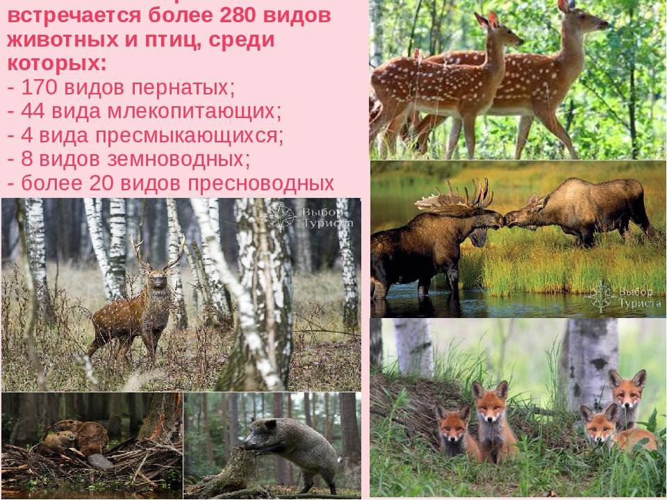 Животный мир московской области — список, характеристика и фото