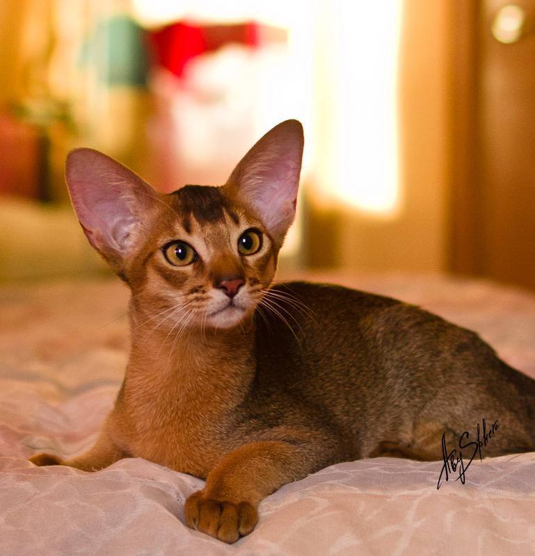 Абиссинская кошка — истоки породы, описание, особенности, уход + 88 фото