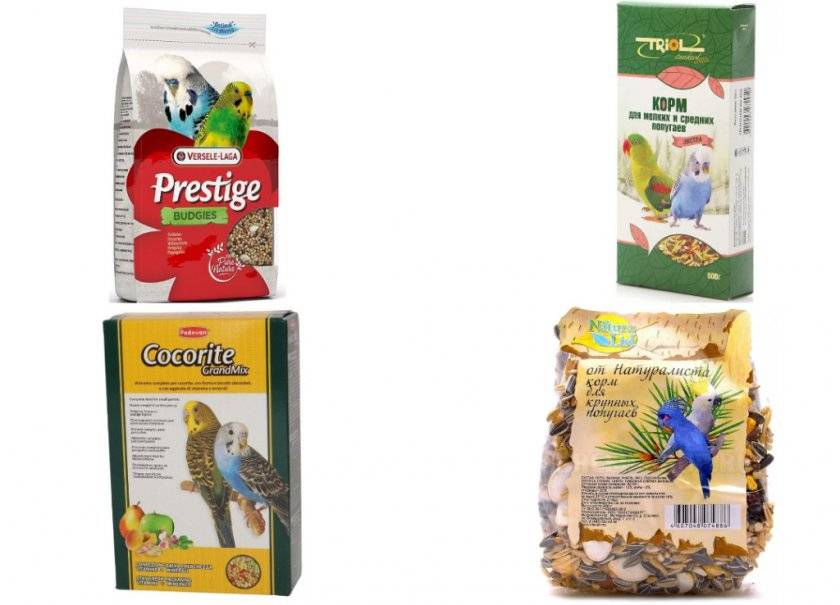 Какой корм для попугаев выбрать, обзор лучших марок для волнистых птиц с фото