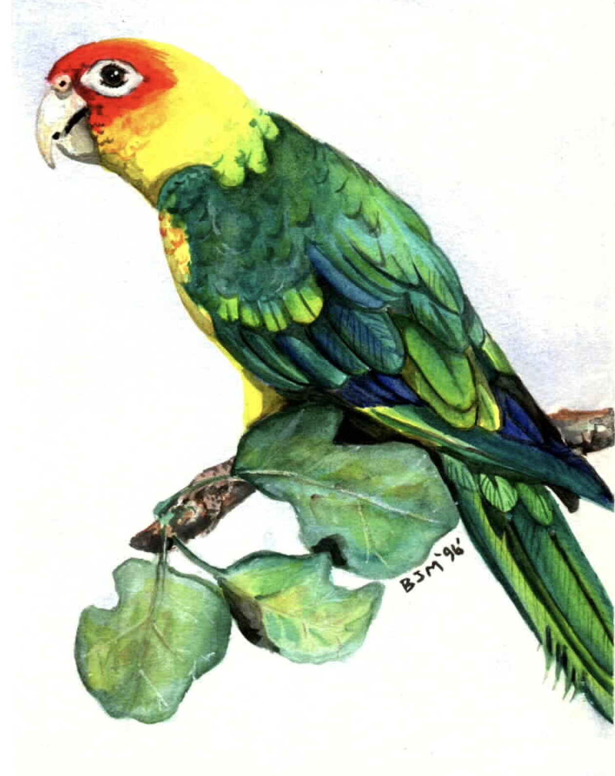 Какапо: интересные факты о самом крупном нелетающем совином попугае