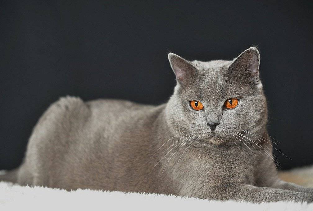 Шартрез кошка: фото, описание породы, характера, ухода