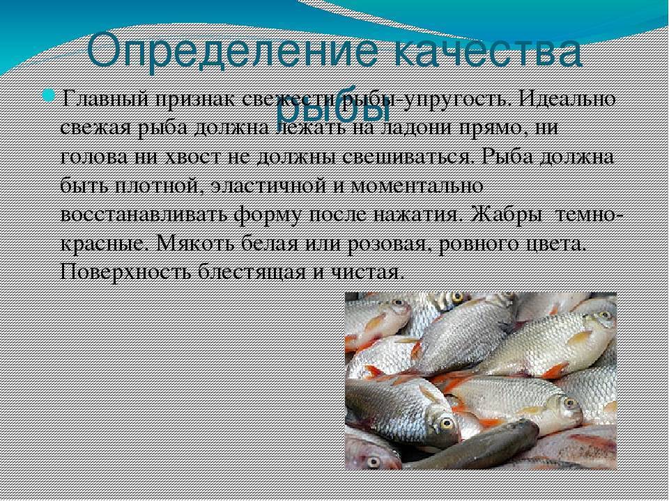 Аквариумная рыбка сомик, чем питается и как содержать, как размножается и как отличить самца от самки. виды и возможные болезни