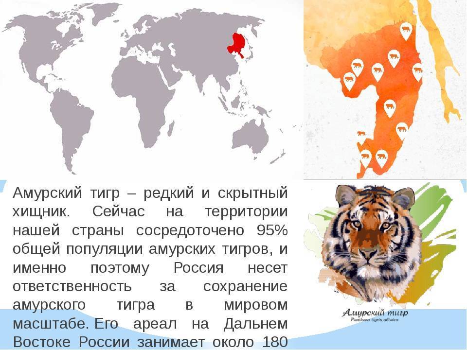 Уссурийский тигр. описание, особенности, образ жизни и среда обитания хищника