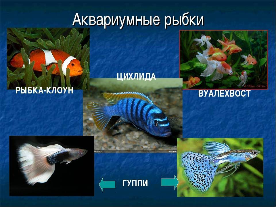 Все виды морских рыбок подходящих для аквариумного содержания