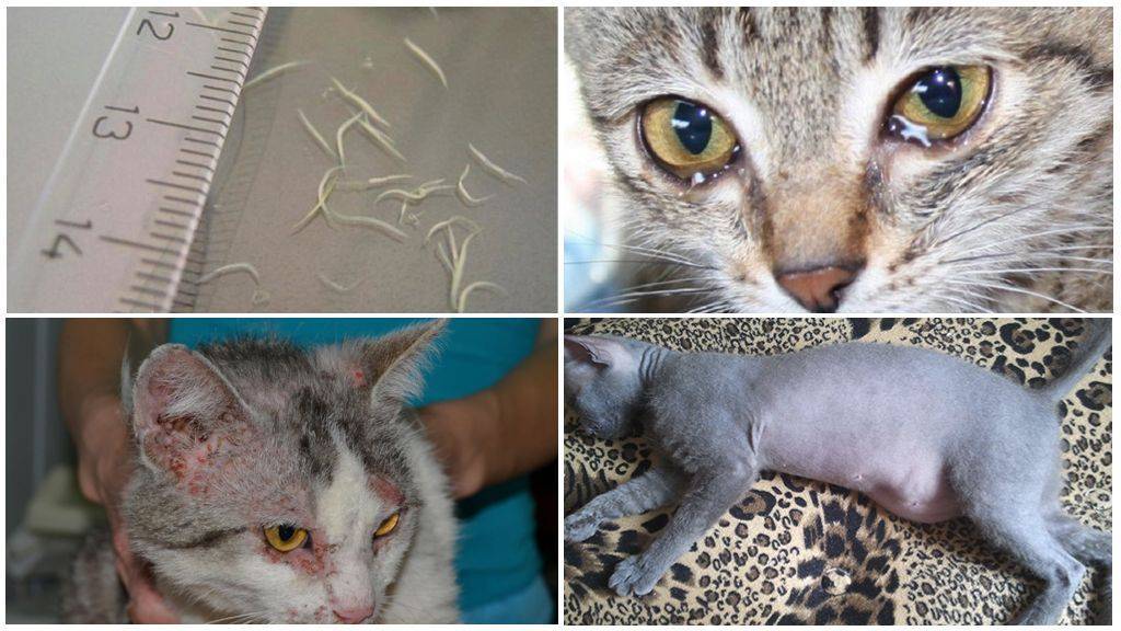 Глисты у кошек: симптомы и лечение, причины и пути заражения, виды глистов у кошек, последствия, как вывести